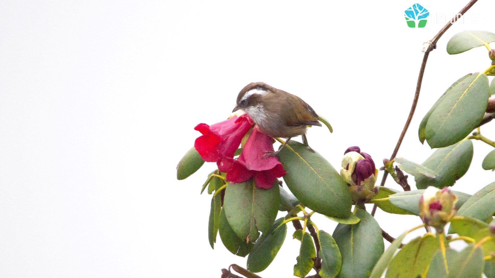 White-browed Fulvetta